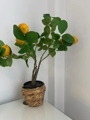 Citrus Suite By Alhaurin Loft City Center Alhaurin de la Torre 0*,